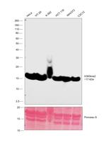 H3K9me2 Antibody in Western Blot (WB)