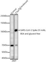 SARS-CoV-2 Spike Protein (S1/S2) Antibody in Western Blot (WB)