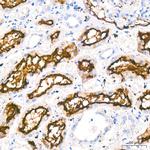 ACE2 Antibody in Immunohistochemistry (Paraffin) (IHC (P))