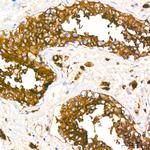 ACE2 Antibody in Immunohistochemistry (Paraffin) (IHC (P))
