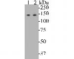 USP28 Monoclonal Antibody (A1F9)