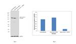 alpha Actinin Antibody in Western Blot (WB)