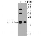 Glutathione Peroxidase 1 Antibody in Western Blot (WB)