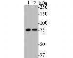 LYRIC Antibody in Western Blot (WB)