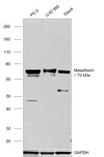 LYRIC Antibody in Western Blot (WB)