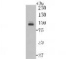 CLEC4F Monoclonal Antibody (10-A6-1)