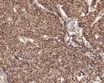 UBA3 Antibody in Immunohistochemistry (Paraffin) (IHC (P))