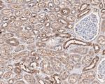Annexin A3 Antibody in Immunohistochemistry (Paraffin) (IHC (P))