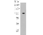 NFkB p100 Antibody in Western Blot (WB)