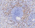 Lysozyme Antibody in Immunohistochemistry (Paraffin) (IHC (P))