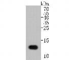 Lysozyme Antibody in Western Blot (WB)
