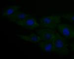 CASPR Monoclonal Antibody (A2D3)