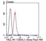 CHI3L1 Antibody in Flow Cytometry (Flow)