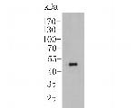 CHI3L1 Antibody in Western Blot (WB)