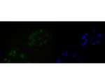 NuMA Monoclonal Antibody (A3A2)