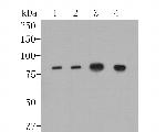 ApoER2 Monoclonal Antibody (13B2)