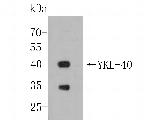 CHI3L1 Antibody in Western Blot (WB)