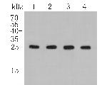 BAG2 Recombinant Rabbit Monoclonal Antibody (JE47-57)