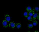 CEND1 Recombinant Rabbit Monoclonal Antibody (JE48-13)