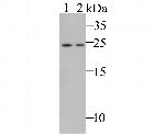 MAD3 Antibody in Western Blot (WB)