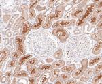 CLSTN1 Antibody in Immunohistochemistry (Paraffin) (IHC (P))
