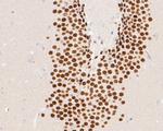 NeuroD2 Recombinant Rabbit Monoclonal Antibody (JE50-57)