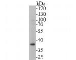 Tropomodulin 2 Antibody in Western Blot (WB)