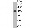 ARTS1 Recombinant Rabbit Monoclonal Antibody (JE52-36)