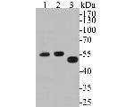 LDHD Antibody in Western Blot (WB)