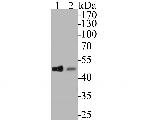 CDC123 Recombinant Rabbit Monoclonal Antibody (JE53-14)