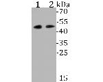 WNT5B Recombinant Rabbit Monoclonal Antibody (JE53-67)