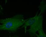 eIF3b Recombinant Rabbit Monoclonal Antibody (JE54-00)