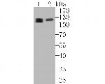 eIF3b Antibody in Western Blot (WB)