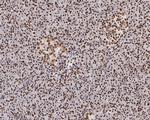 HMGN2 Antibody in Immunohistochemistry (Paraffin) (IHC (P))