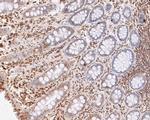 eIF3e Antibody in Immunohistochemistry (Paraffin) (IHC (P))