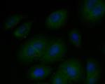 EEF1G Recombinant Rabbit Monoclonal Antibody (JE54-03)