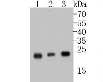 MGMT Antibody in Western Blot (WB)