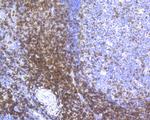 CD3 epsilon Antibody in Immunohistochemistry (Paraffin) (IHC (P))