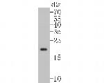 CD3 epsilon Antibody in Western Blot (WB)