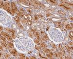Syntaxin 1 Antibody in Immunohistochemistry (Paraffin) (IHC (P))
