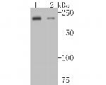 MYH7B Recombinant Rabbit Monoclonal Antibody (JE54-44)