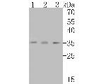 Alpha SNAP Recombinant Rabbit Monoclonal Antibody (JE54-66)