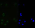 Tat-SF1 Antibody in Immunocytochemistry (ICC/IF)