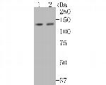 Tat-SF1 Antibody in Western Blot (WB)