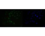 BAT3 Recombinant Rabbit Monoclonal Antibody (JE54-90)