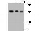 BAT3 Antibody in Western Blot (WB)