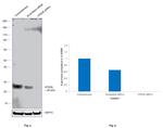 VPS28 Antibody in Western Blot (WB)