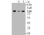 RANBP9 Antibody in Western Blot (WB)
