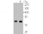 Glycerol kinase Antibody in Western Blot (WB)