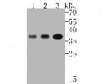 PDLIM1 Antibody in Western Blot (WB)